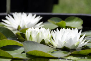 Nymphaea Gonnère