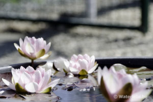 Nymphaea Fabiola