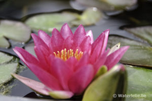 Nymphaea Gloriosa
