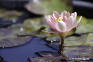 Nymphaea Indiana