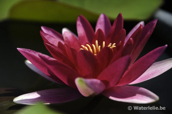 Nymphaea Escarboucle