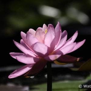 Nymphaea Gruß an Potsdam