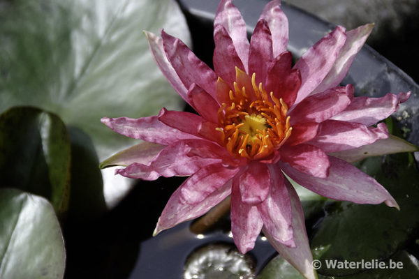 Nymphaea Red Spider