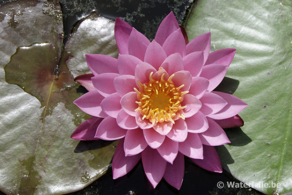 Nymphaea Wow