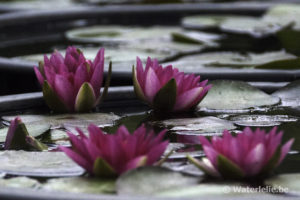 Nymphaea Gloriosa