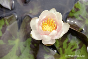 Nymphaea Graziella