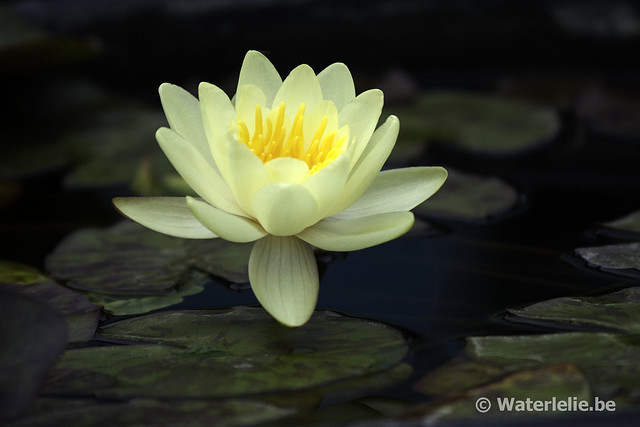 Nymphaea Marliacea Chromatella