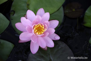 Nymphaea Gruß an Potsdam
