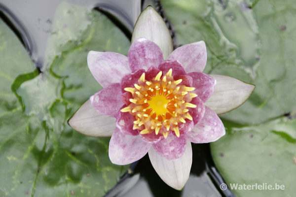 Nymphaea Perry's Baby Pink