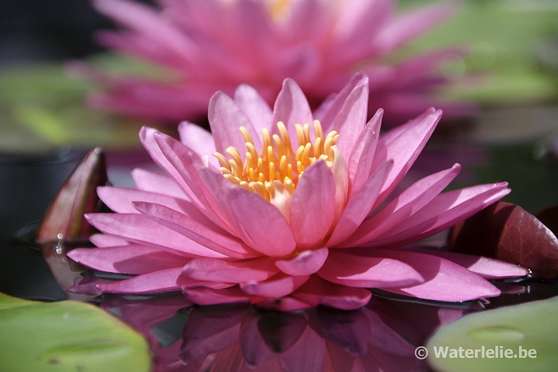 Nymphaea Perry's Viviparous PInk