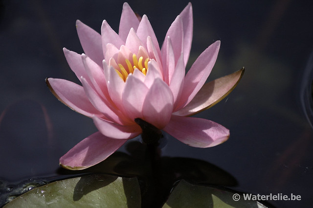 Nymphaea Princess Elizabeth