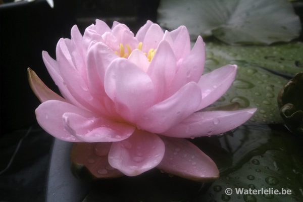 Nymphaea Perry's Crinkled Pink