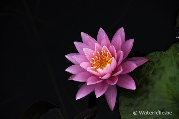 Nymphaea Perry's Super Rose