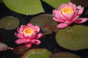 Nymphaea Fire Crest