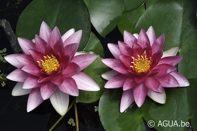 Nymphaea Attraction