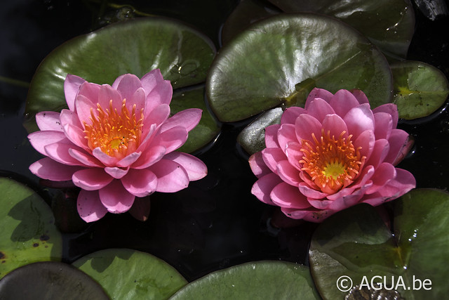 Nymphaea Zores