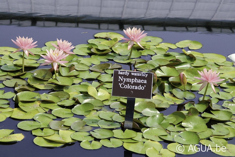 Nymphaea Colorado @New York Botanical Garden