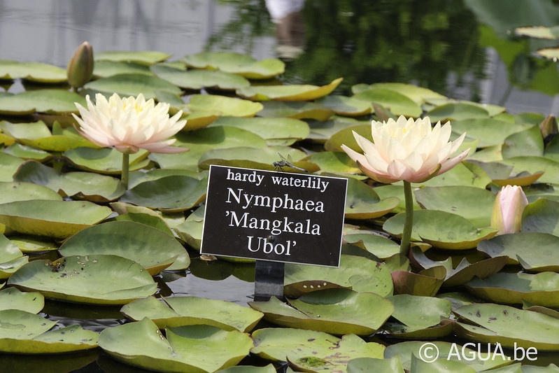 Nymphaea Mangkala ubol @New York Botanical Garden