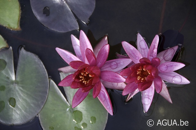 Nymphaea Ruby Star