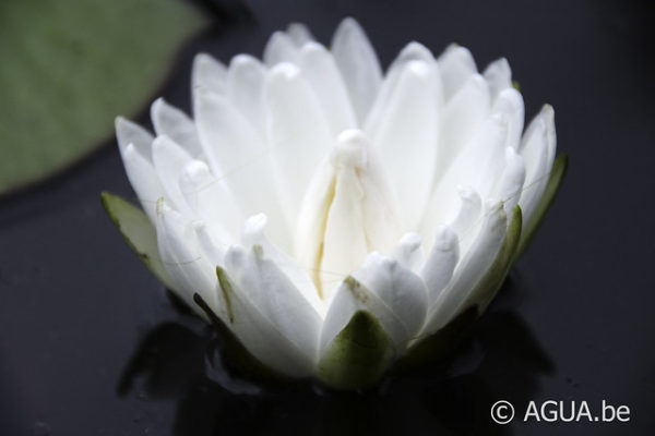 Nymphaea White 1000 Petals