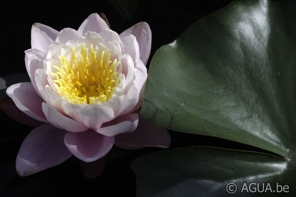 Nymphaea Pink Pumpkin