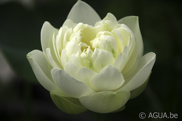 Nelumbo White Chrysanthemum