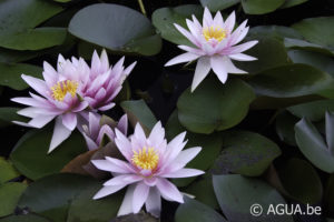 Nymphaea Fritz Junge