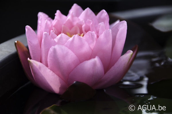 Nymphaea Pink Pumpkin