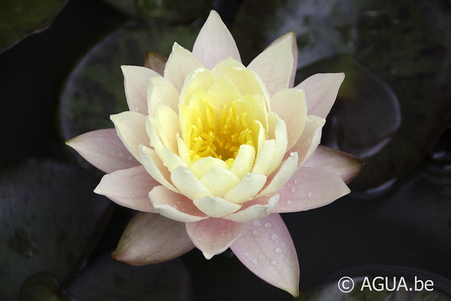 Nymphaea Pink Lemonade