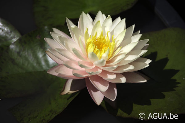 Nymphaea Blushing Bride