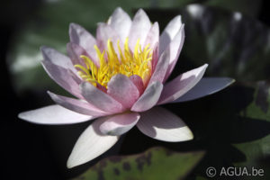 Nymphaea Galatée