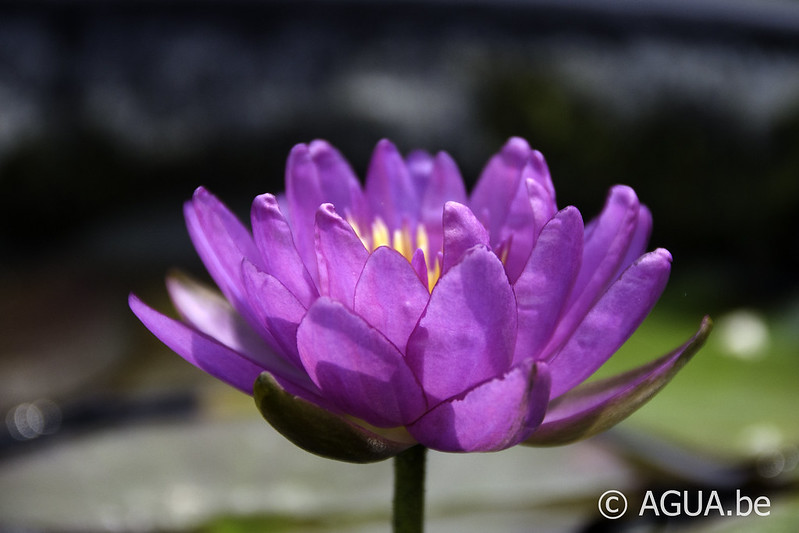 Nymphaea Violicious