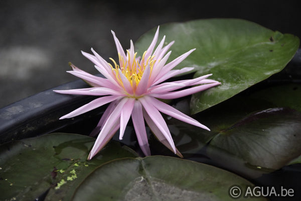 Nymphaea Perry's Cactus Pink