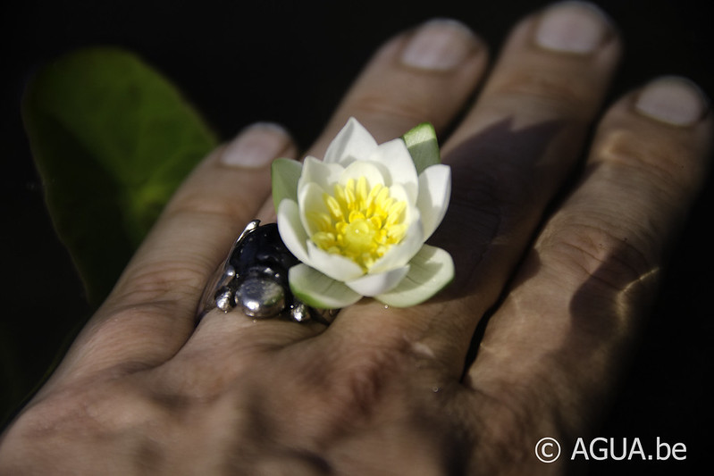 Nymphaea tetragona