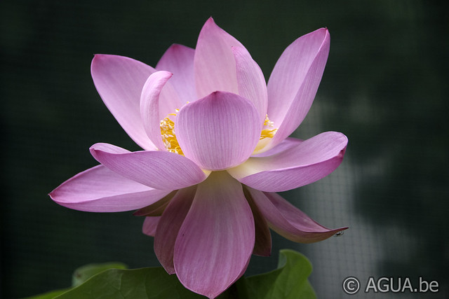 Punt Beperken toren Kopen - Lotus - Nelumbo Jeannie's Smile - Agua.be