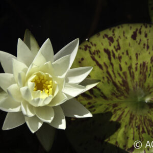 Nymphaea Yellow Watermelon