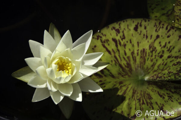 Nymphaea Yellow Watermelon