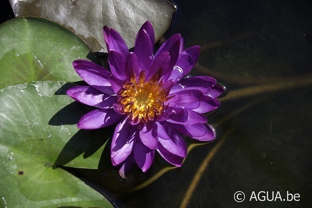 Nymphaea Purple Fantasy