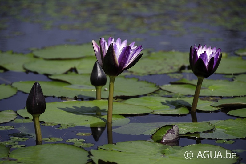 Nymphaea Purple Joy @Semiwon Botanical Garden