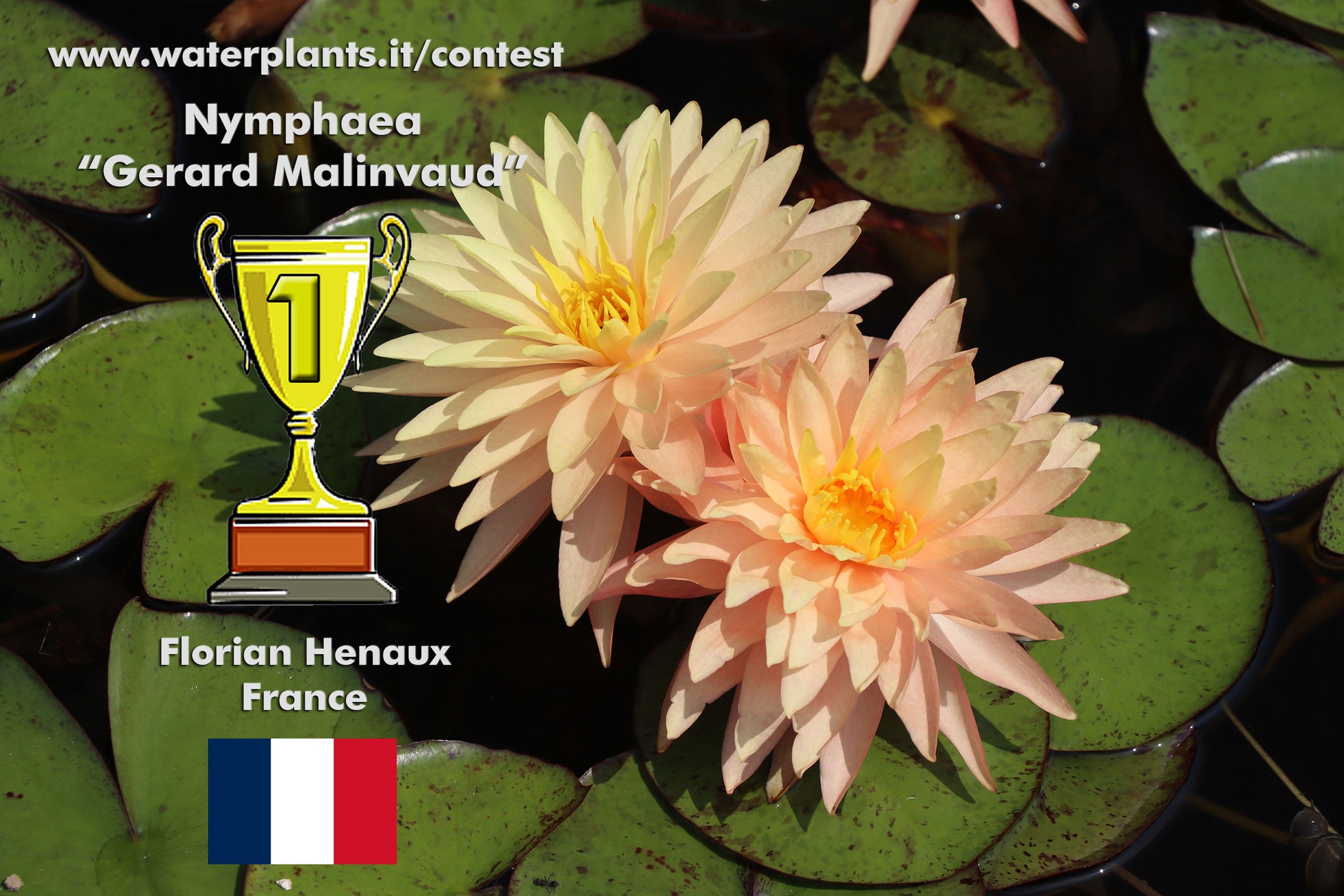 International Waterlily and Lotus Contest 2022