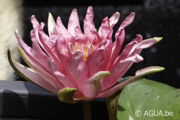 Nymphaea Red Spider