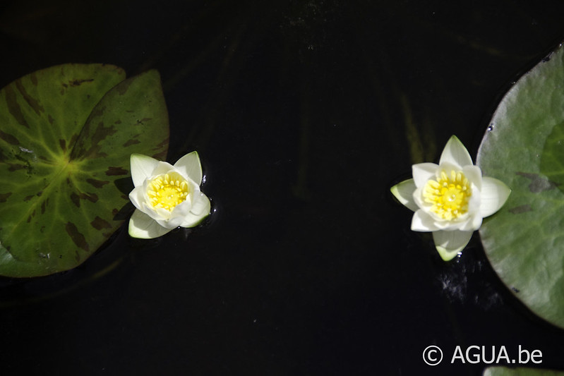 Nymphaea tetragona