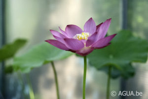 Nelumbo Little Red Missing