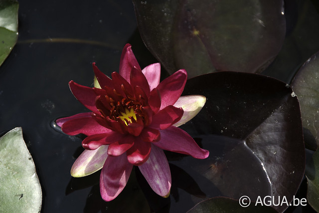 Nymphaea Perry’s Red Glow