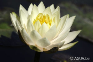 Nymphaea Inner Light