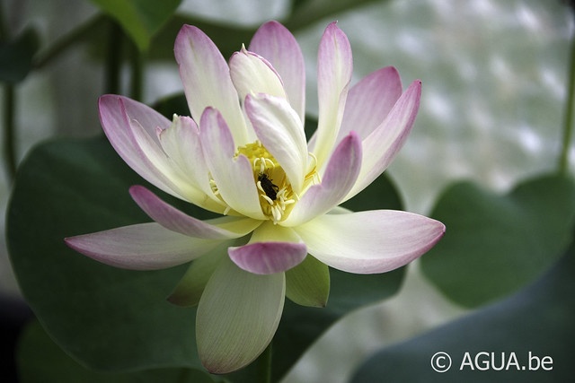 Nelumbo Green Maiden