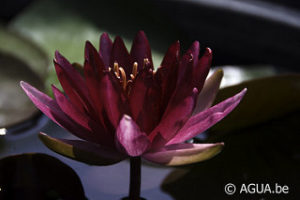 Nymphaea Perry's Red Blaze 1989