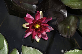 Nymphaea Perry’s Red Glow 1989