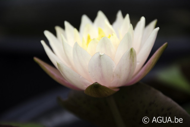 Nymphaea Barbara Dobbins