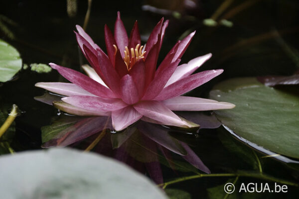 Nymphaea Perry's Red Star